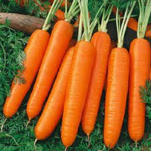 Organic Heirloom Carrot Seeds - Scarlet Nantes Variety - Non-GMO - Daucus carota subsp. sativus - 200 Seeds for Home Garden
