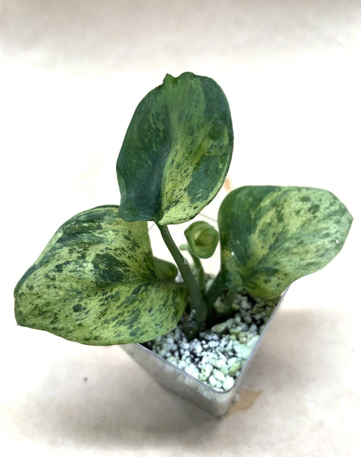 Rooted Cutting Scindapsus Jade Satin Marble - Epipremnum aureum - Live Plant - Easy Care Houseplant for Low Light