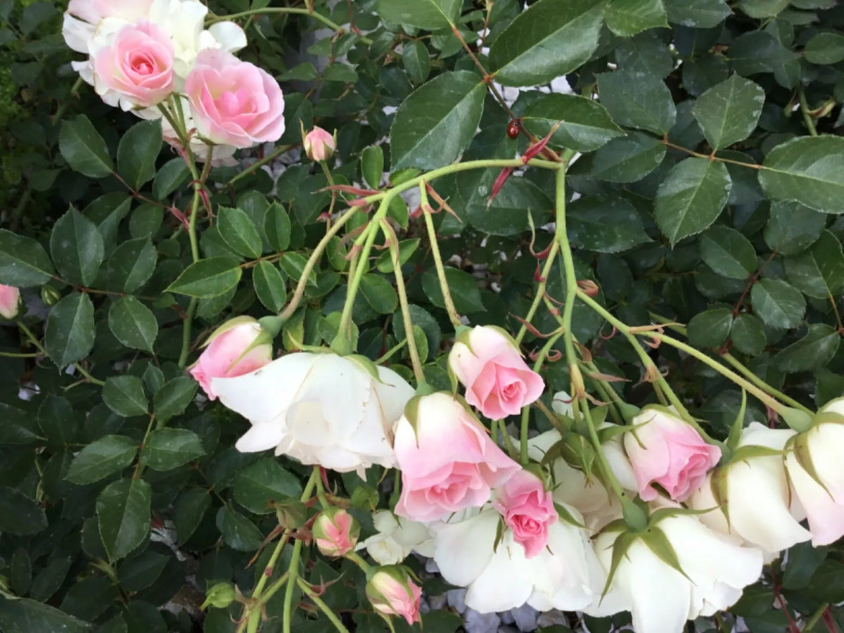Frosty Pink Rose Cuttings - 4 Rooting Cuttings for Gardening - Rosa 'Frosty Pink' - Hardy Florabunda with Fragrant Blooms