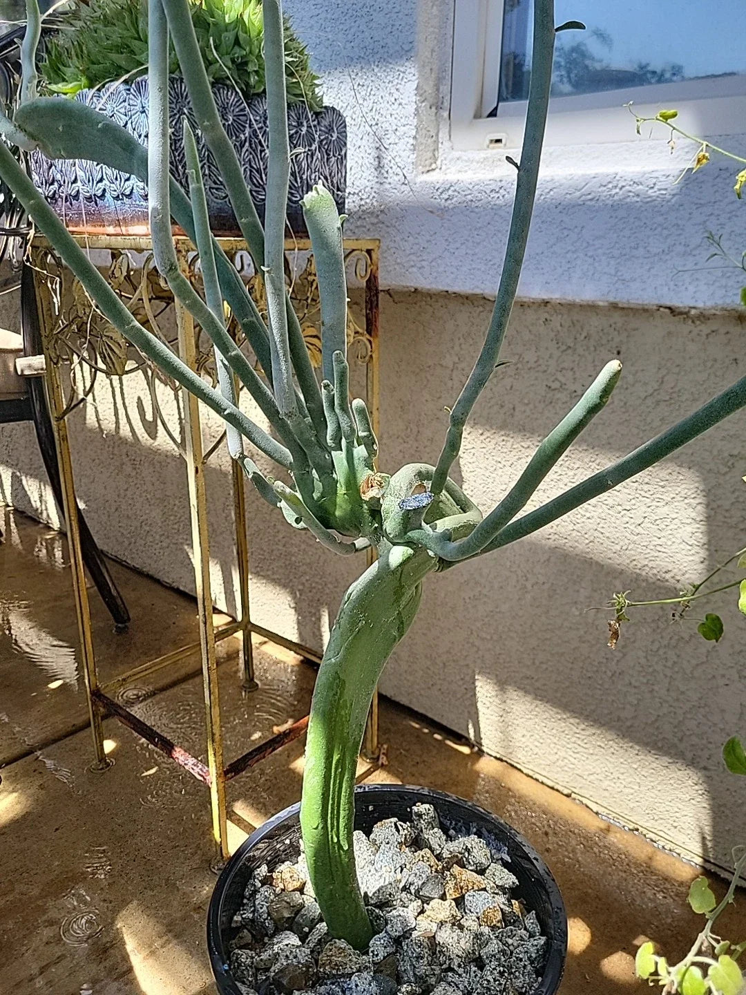 Euphorbia Tirucalli Monstrous Cactus Cutting | Unique Indoor Succulent Plant | Easy to Propagate | Non-Toxic