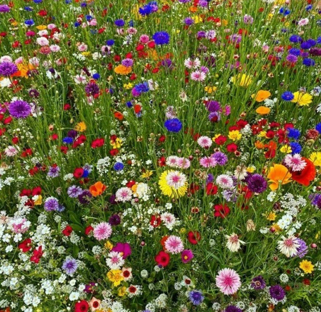 Wildflower Seeds - 300 Count - Butterfly & Bird Pollinator Mix - Various Species - Native Wildflowers for Gardens