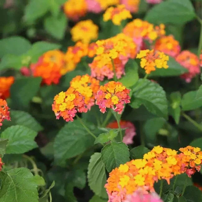 Orange Lantana Live Rooted Plant, Vibrant Orange Flowers, Attracts Butterflies, Lantana camara