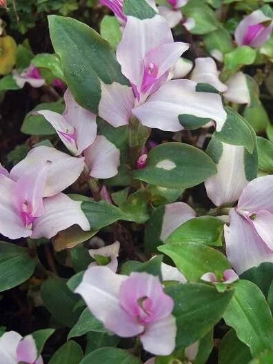 Variegated Tradescantia Blushing Bride Cuttings - 3 Healthy Wandering Jew Plant Cuttings - Tradescantia albiflora 'Blushing Bride'