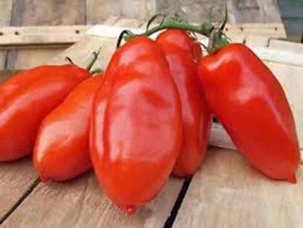 Heirloom Tomato Seeds 6 Pack - Non-GMO Organic Varieties for Home Gardening - Solanum lycopersicum Collection