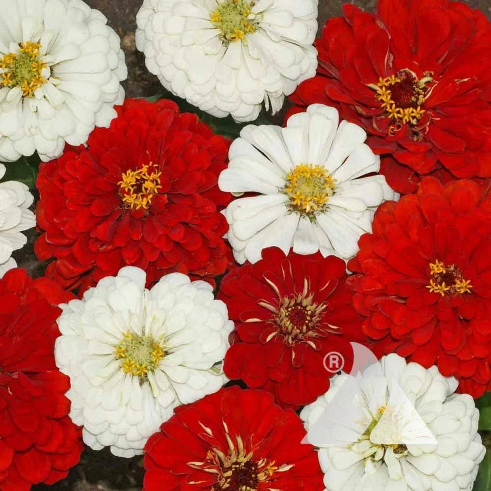 Zinnia Seeds Mix 200 Non-GMO Red & White Blooms for Butterflies & Hummingbirds Zinnia elegans