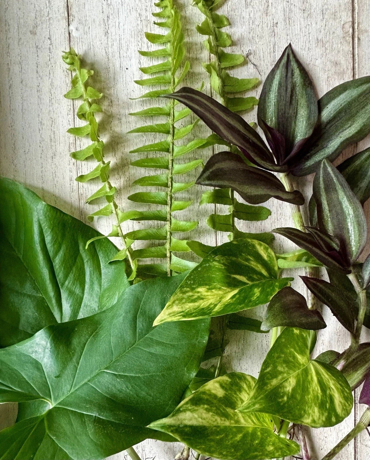 12 Rooted Plant Cuttings - Pothos, Wandering Jew, Arrowhead, Ferns - Indoor Houseplants for Easy Care - Epipremnum aureum, Tradescantia zebrina, Syngonium podophyllum, Nephrolepis exaltata
