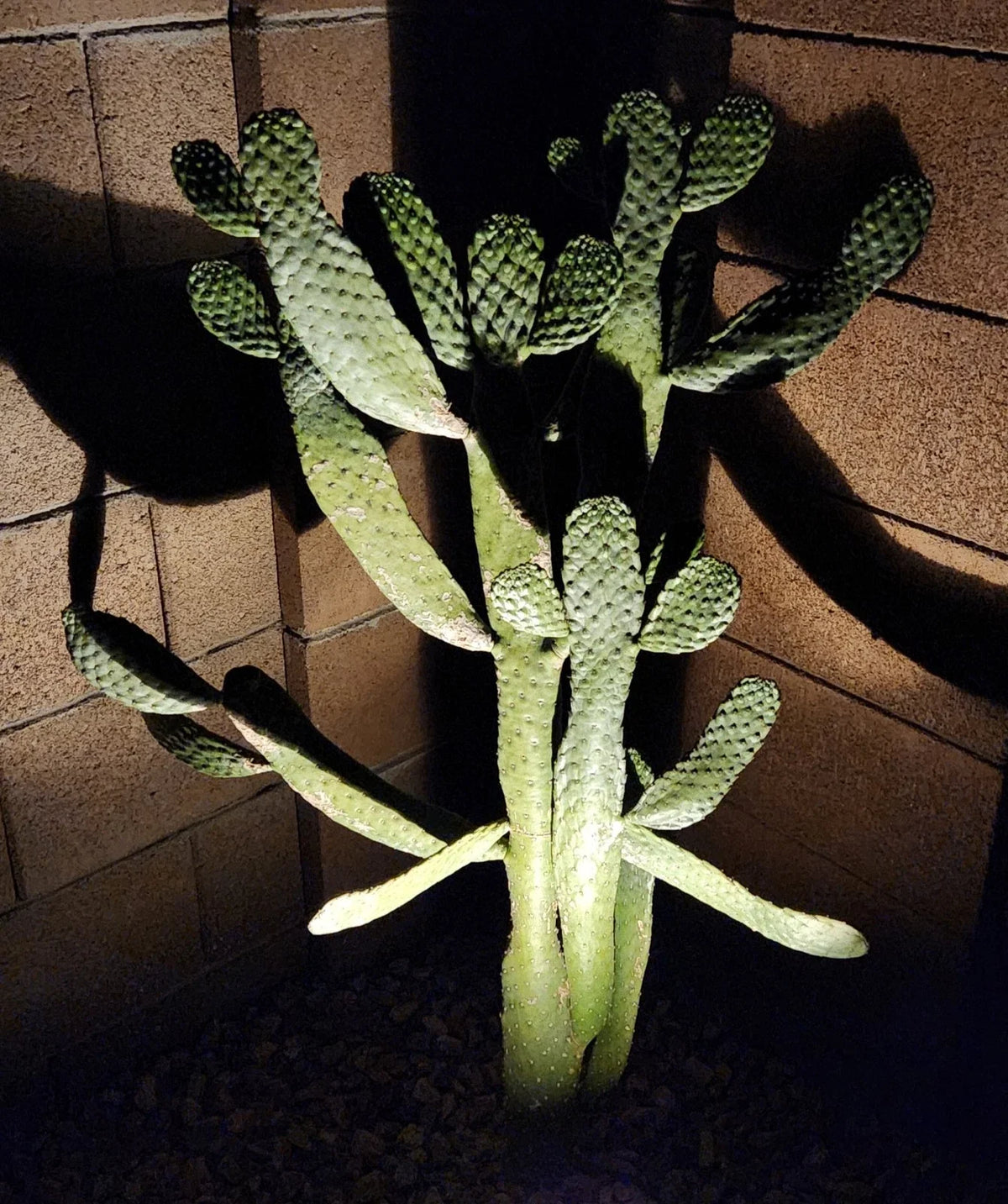 Live Cactus Cutting (1) - Consolea Rubescens, Road Kill Cactus, Unique Succulent for Home or Garden Decor