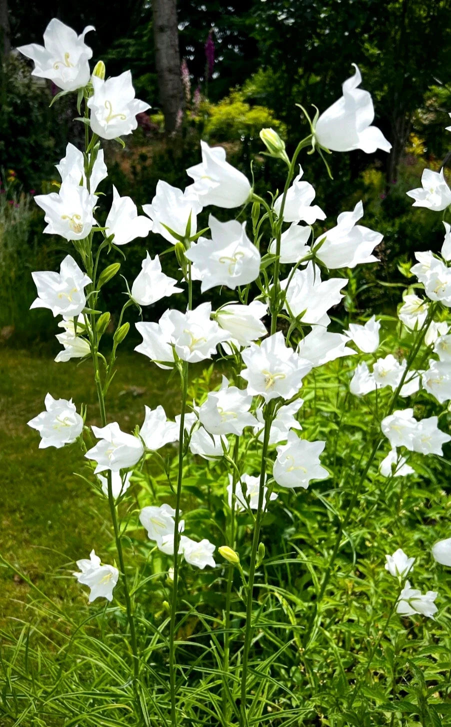 White Bellflower Perennials 5 Pack - Campanula Persicifolia - Hardy White Flowers for Gardens, Borders & Containers