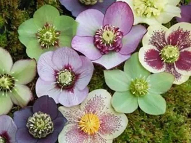 15+ Rose Helleborus Seeds - Winter Blooming Christmas Rose - Helleborus niger - Perennial Flower Seeds for Shade Gardens