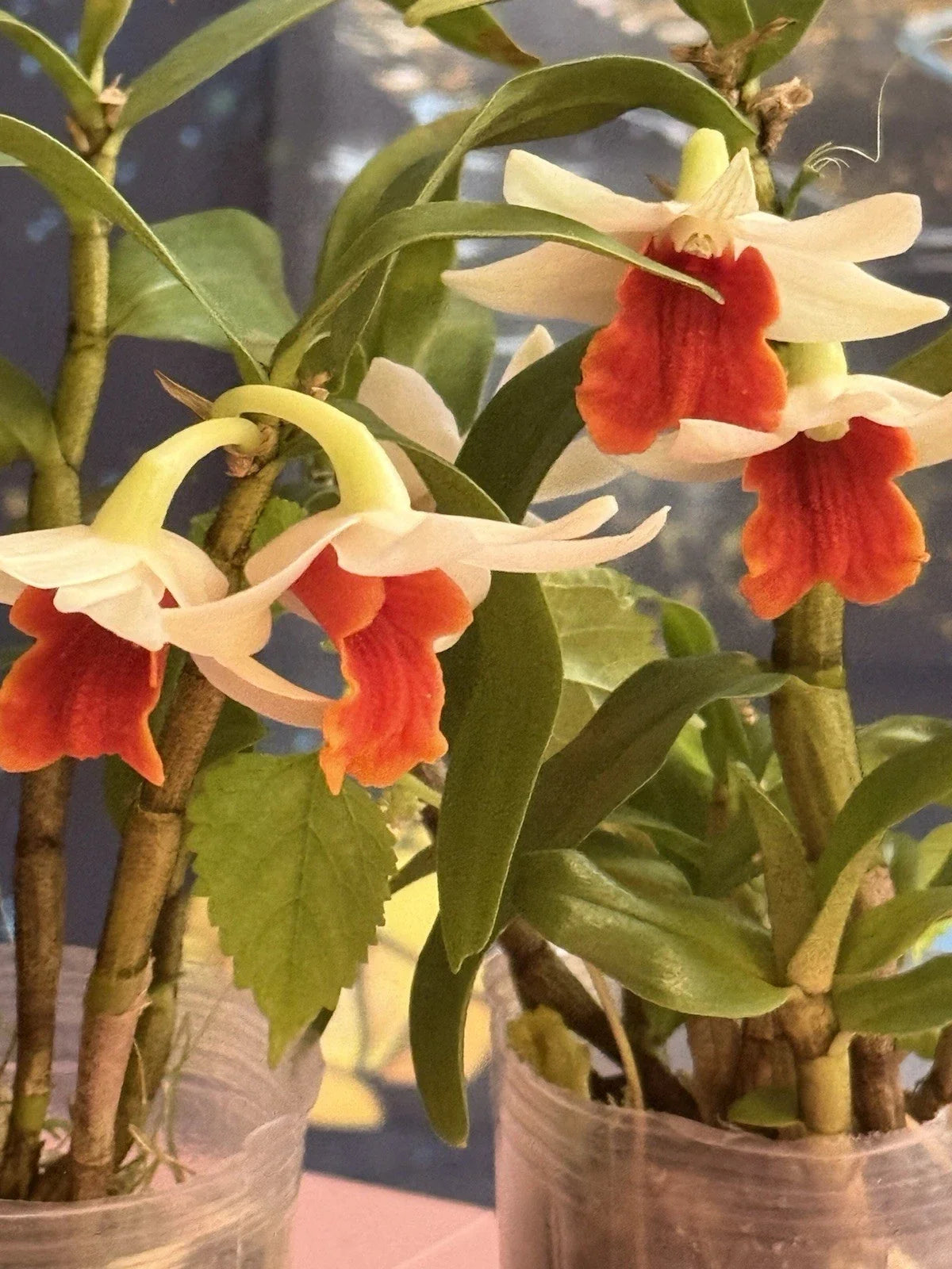 Dendrobium Orchid Plant Bare Root Stem - Exotic Indoor Flowering Houseplant - Dendrobium spp.