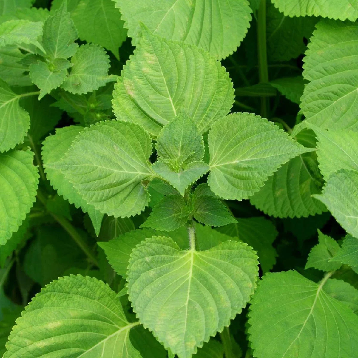 Green Shiso Seeds - Non-GMO Perilla, Korean Basil - Perilla frutescens - Culinary Herb for Gardens and Containers