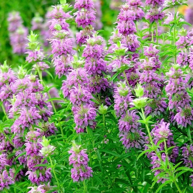 Lemon Mint Bergamot Seeds | 500+ Non-GMO Heirloom | Monarda citriodora | Aromatic Culinary Herb Seeds for Medicinal Gardens