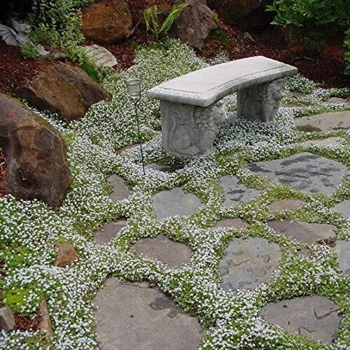 Summer Snow Seeds 250+ Pack | Exotic Garden Flower Mix | Various Species | Made in USA
