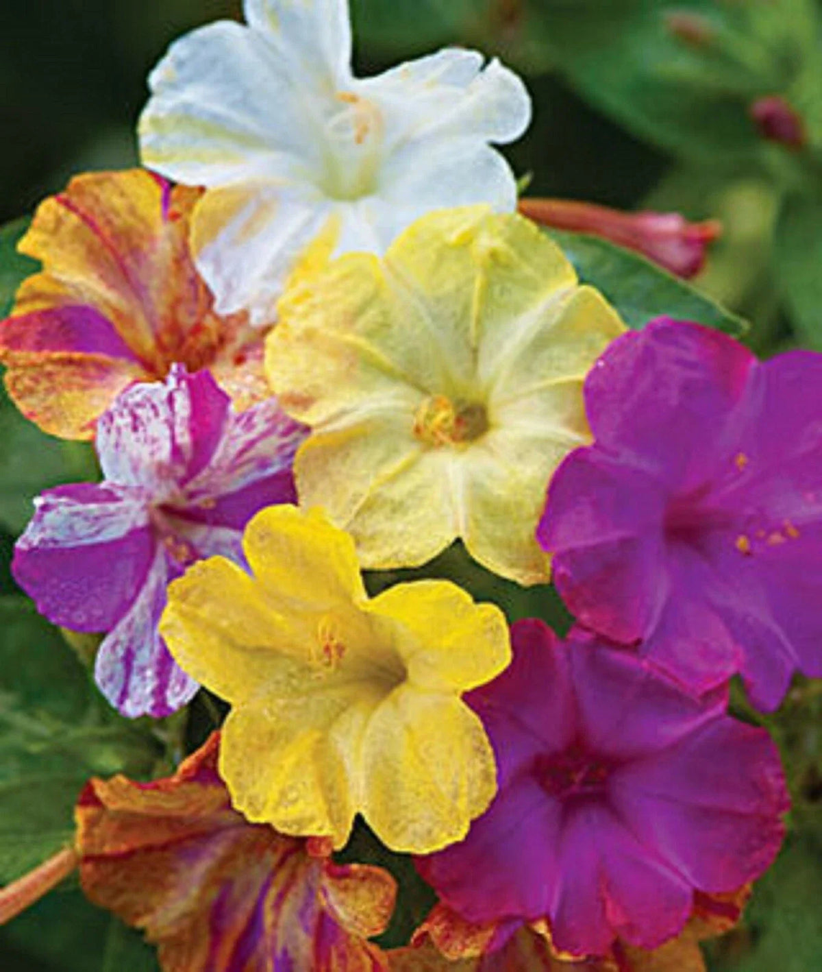 25 Mixed Four O'clock Flower Seeds, Colorful Perennial Blooms, Mirabilis jalapa, Non-GMO, Attracts Butterflies and Hummingbirds