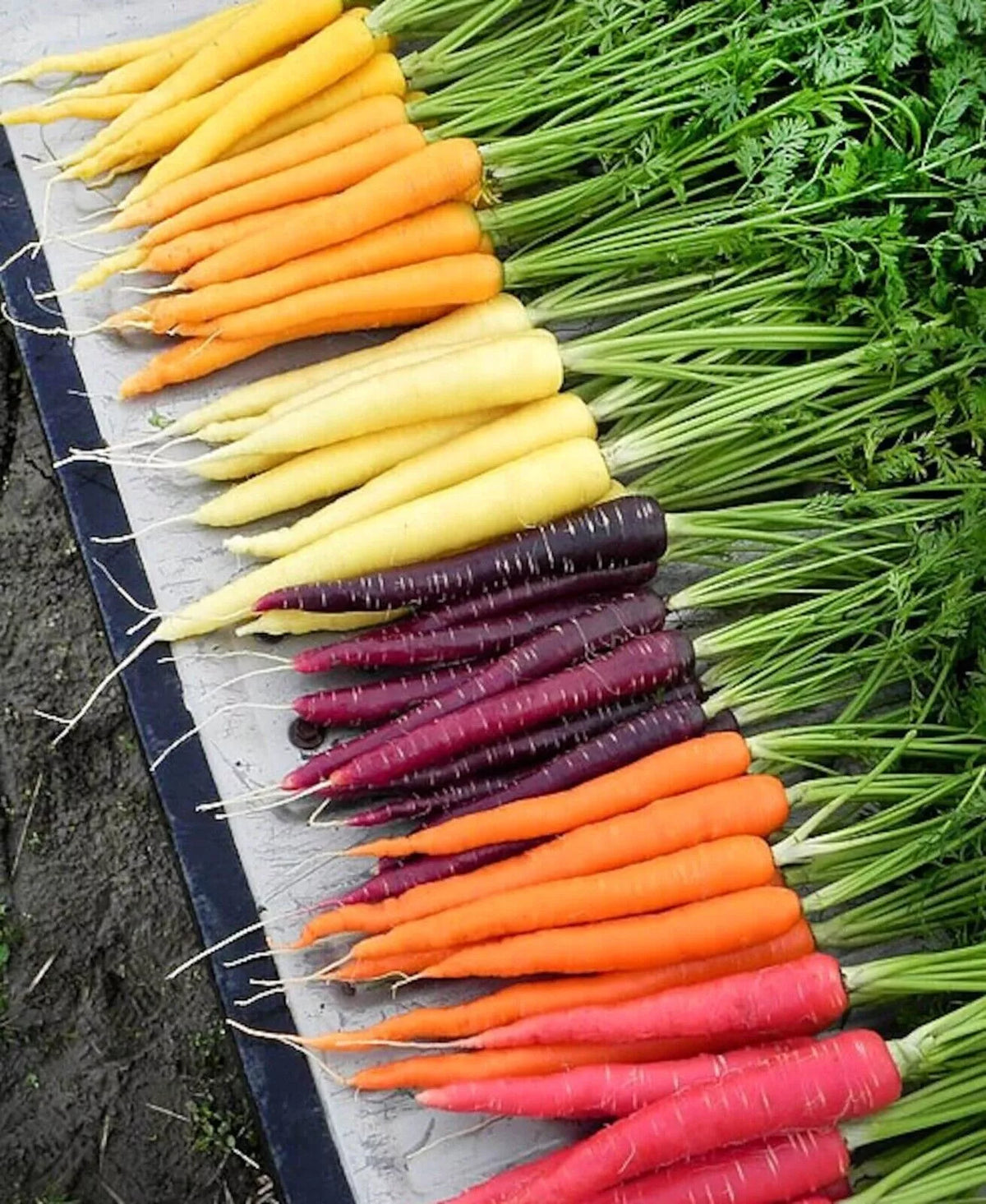 Rainbow Carrot Blend Seeds - 200+ Organic Heirloom Non-GMO - Daucus carota - Colorful Variety for Home Garden