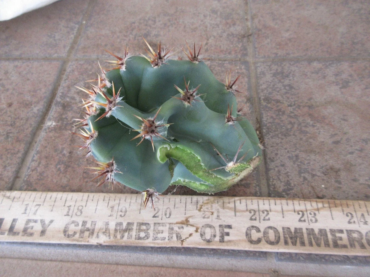 Columnar Cactus Cutting - Small Pup Cereus Peruvianus Spiralis - Unique Spiral Shape for Indoor Decor