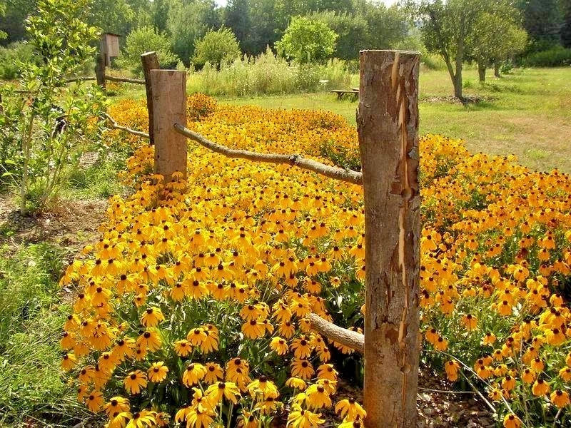 Black Eyed Susan Flower Seeds - 2001+ Perennial Wildflower, Drought Tolerant, Yellow with Dark Center, Rudbeckia hirta
