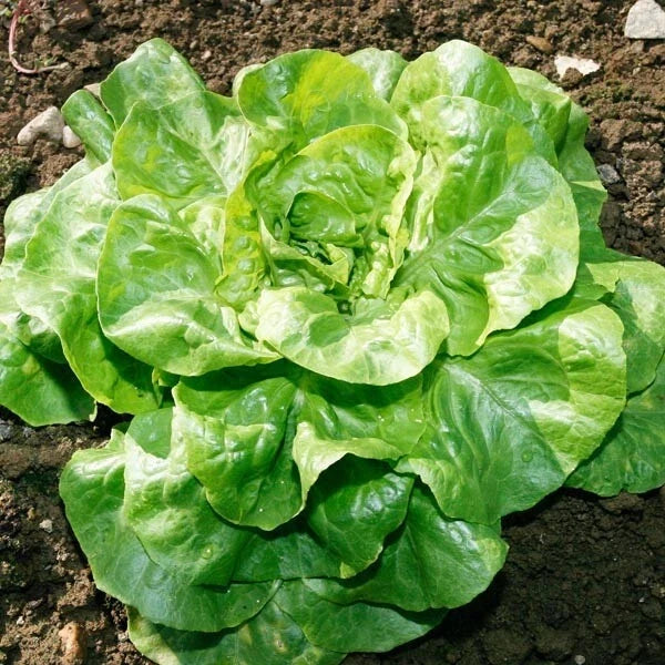 Bibb Lettuce Seeds | Heirloom Butterhead | Non-GMO | Lactuca sativa | 100 Seeds Packet