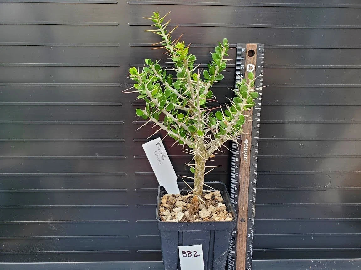 Rooted Alluaudia comosa Plant - Madagascar Succulent - Unique Spiny Variety - Rare Exotic Cactus for Collectors