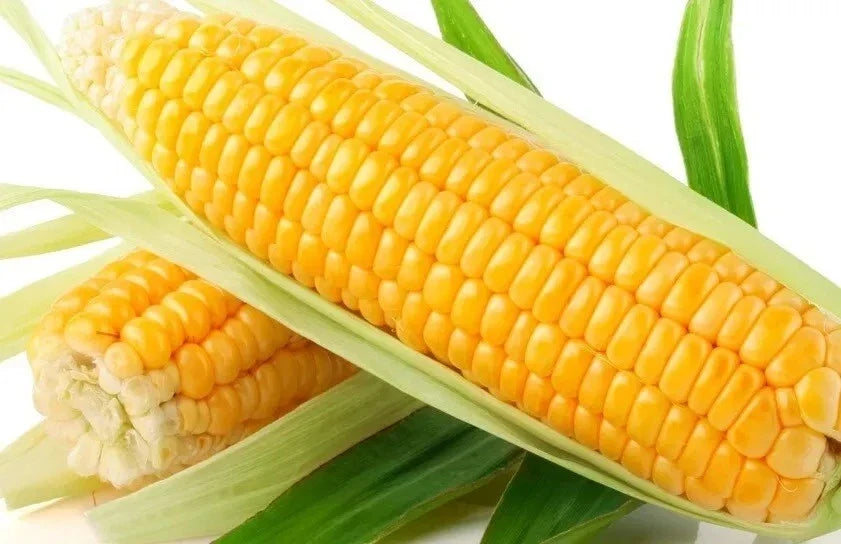 Sweet Golden Bantam Corn Seeds - 500+ Heirloom Organic NON-GMO Seeds - Zea mays for Home Gardening & Fresh Eating