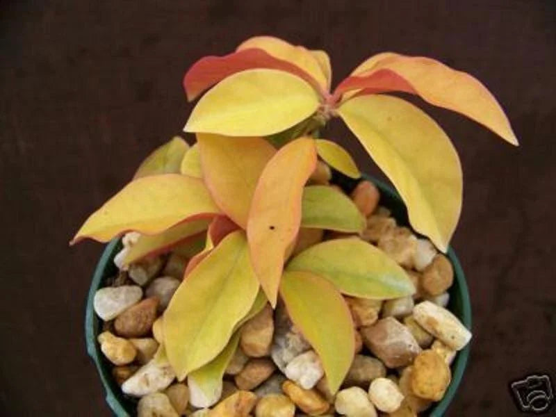 Rare Variegated Cactus Plant - 4" Pot - Gold Variegated Pereskia aculeata - Unique Indoor Cacti Decor