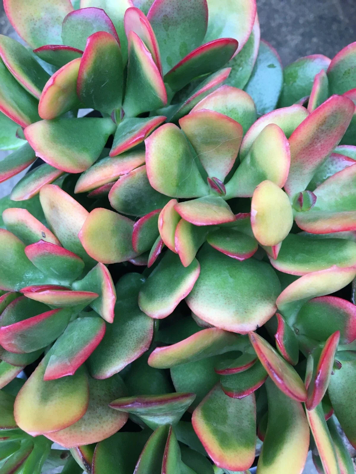 Jade Plant Cutting - Crassula ovata 'Hummel's Sunset' - Colorful Perennial Succulent for Easy Propagation