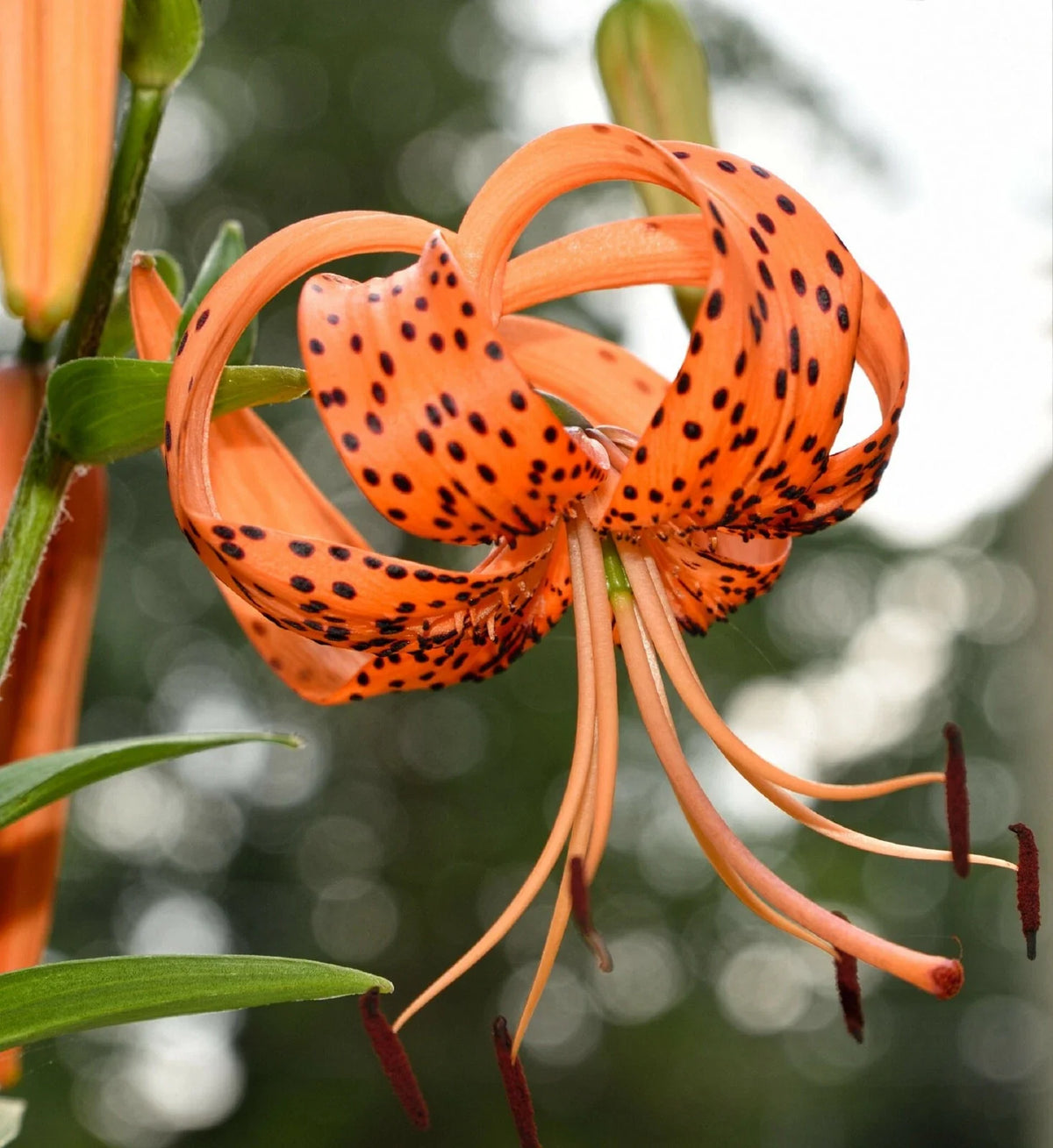 Tiger Lily Seeds - 20+ Count - Spotted Flowers - Lilium columbianum - USA Seller