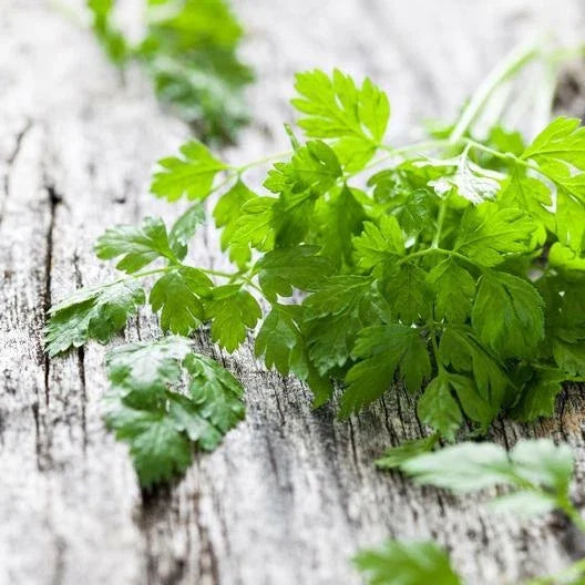 Chervil Seeds - 2000 Non-GMO Heirloom - Culinary Herb - Anthriscus cerefolium - Easy to Grow for Gourmet Dishes