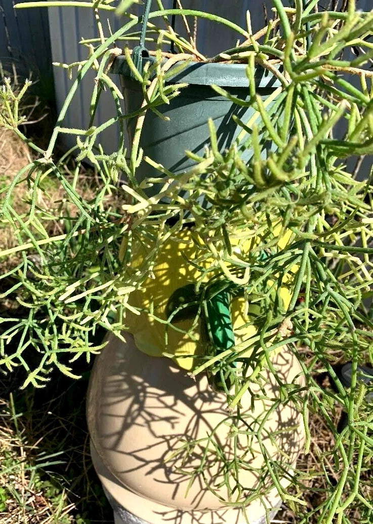 Fresh Cuttings 5 Pack Rhipsalis Prismatica Rare Orchid Cactus Propagation Rhipsalis prismatica