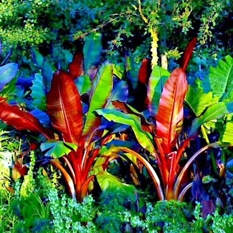 Red Abyssinian Banana Seeds - 5 Rare Tropical Seeds - Musa Ensete ventricosum - Perfect for Gardening and Collecting