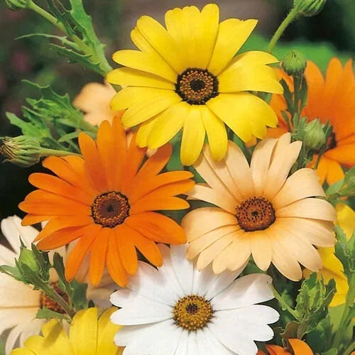 African Daisy Seeds - Heirloom Non-GMO Flower Seeds - Dimorphotheca spp. - Vibrant Colors for Garden - Pack of 50