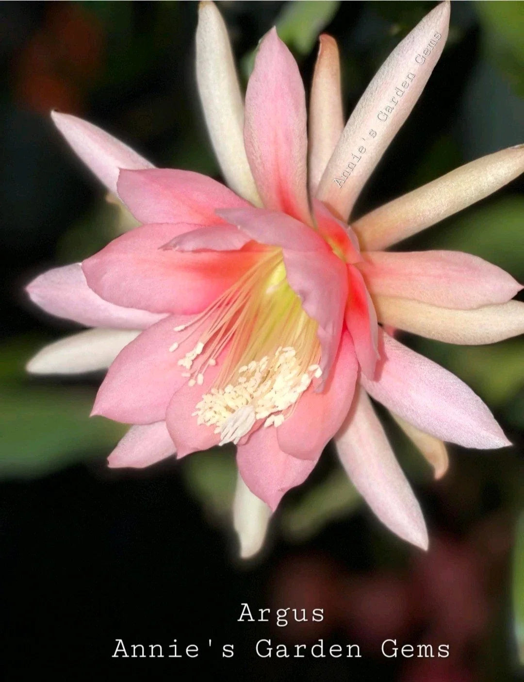 Epiphyllum Cuttings - Unrooted 8-10 Inches - Argus Variety - Epiphyllum spp. - Perfect for Propagation and Plant Collectors