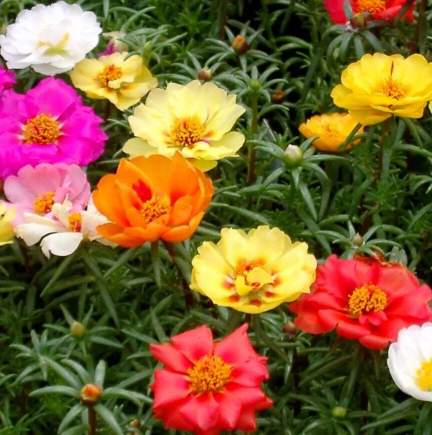 Moss Rose Flower Seeds Packet 1000+ Double Mix Annual Succulent Portulaca Grandiflora - Vibrant Drought-Tolerant Blooms