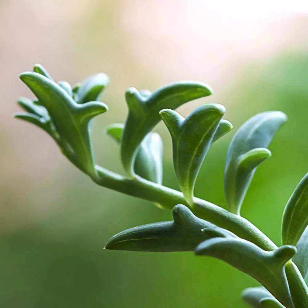 Rare Senecio Peregrinus Cuttings - 3" Long String of Dolphins - Unrooted Succulent - Easy to Propagate, Unique Decor