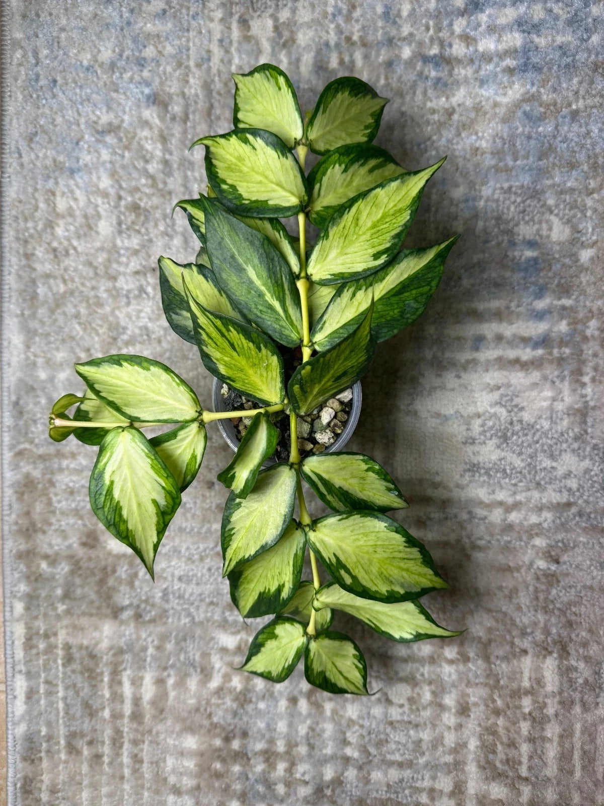 Hoya Cutting 1 Node Inner Variegated Rare Houseplant Hoya Polyneura for Propagation