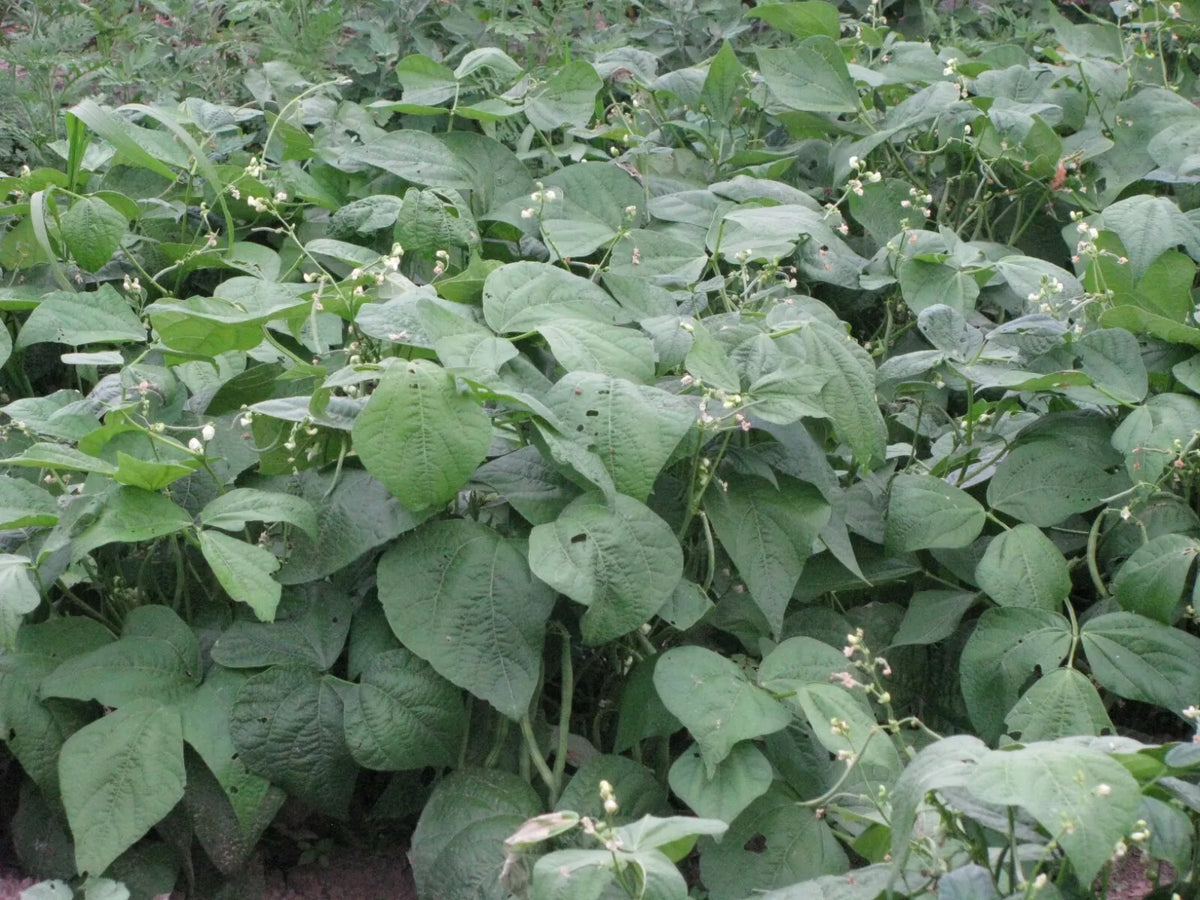 Jade Snap Bush Bean Seeds 50+ | Non-GMO Green Beans | Phaseolus vulgaris | High Yield for Home Garden