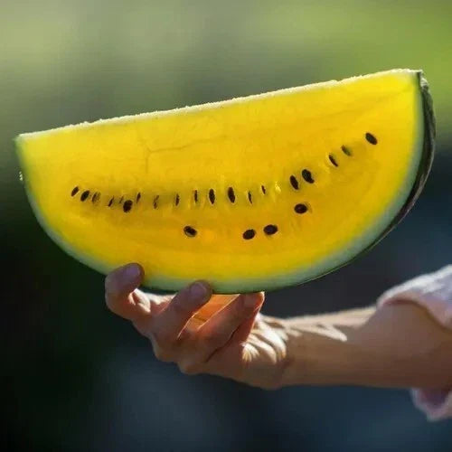 Yellow Flesh Moon and Stars Watermelon Seeds - 40+ Non-GMO Heirloom - Citrullus lanatus for Organic Gardening