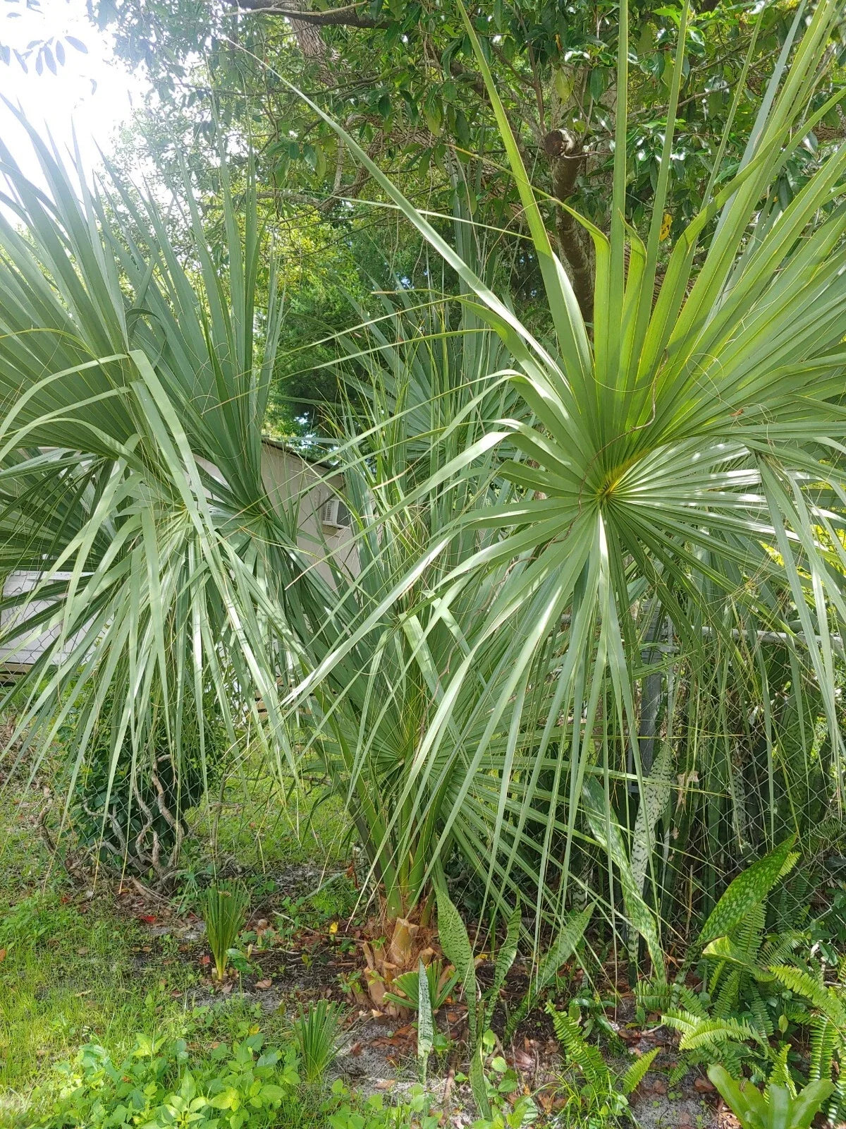 Florida Sabal Palmetto Palm Tree - 2 Rooted Starter Plants 8-12" - Sabal palmetto - Ideal for Garden and Landscape