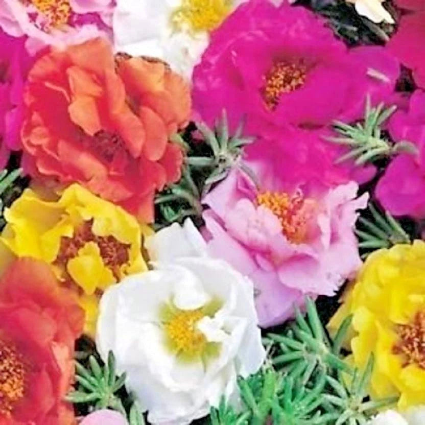 Portulaca Rose Moss Mix Seeds - 500+ Flower Seeds for Garden & Containers - Portulaca grandiflora - Easy to Grow & Drought-Tolerant
