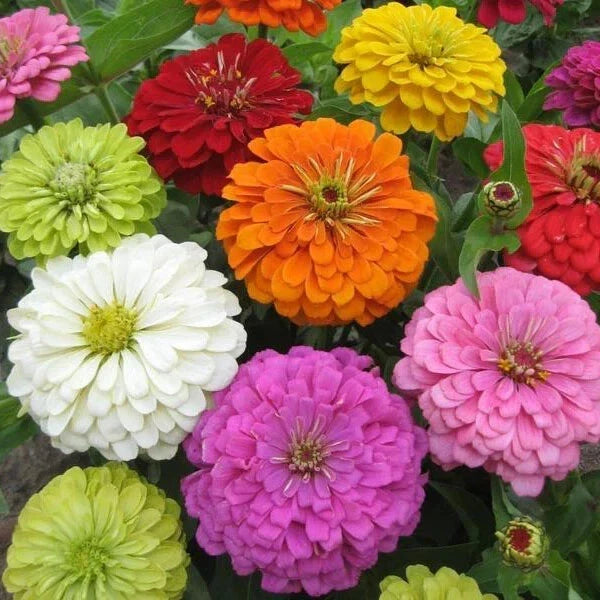 Zinnia Seeds 100+ Pack Super Yoga Mix Colorful Flowers Zinnia elegans Non-GMO USA Grown
