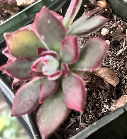 Echeveria Pulvinata Succulent 3" Fuzzy Plant Red Green - Echeveria pulvinata - Easy Care Indoor/Outdoor Garden Plant