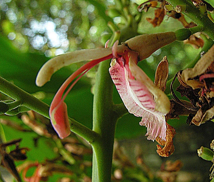 Live Spice Ginger Plant - Rooted Herb with White Pink Flowers - Alpinia galanga - Aromatic Culinary Plant for Indoor/Outdoor Garden