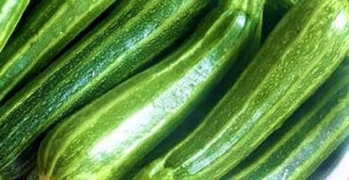 Cocozelle Zucchini Seeds 30 Non-GMO Heirloom Cucurbita pepo - Tender Flavorful Zucchini for Home Gardening and Container Growing