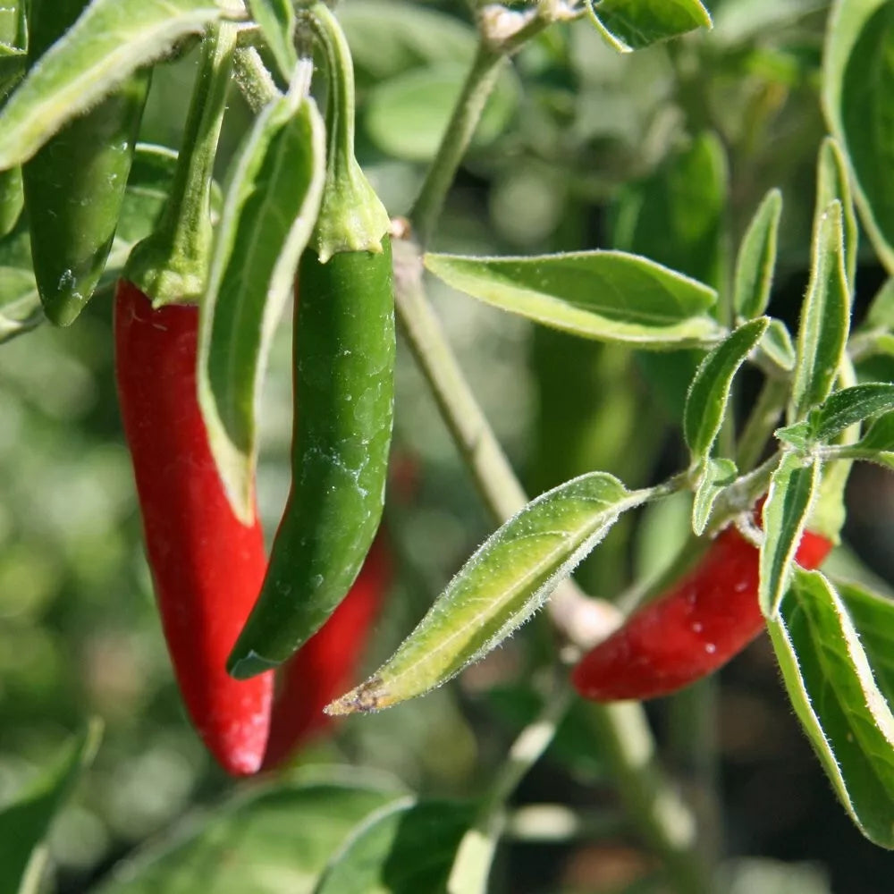 Serrano Pepper Seeds - 100+ Non-GMO Seeds for Gardening - Capsicum annuum - Ideal for Salsa and Fresh Dishes