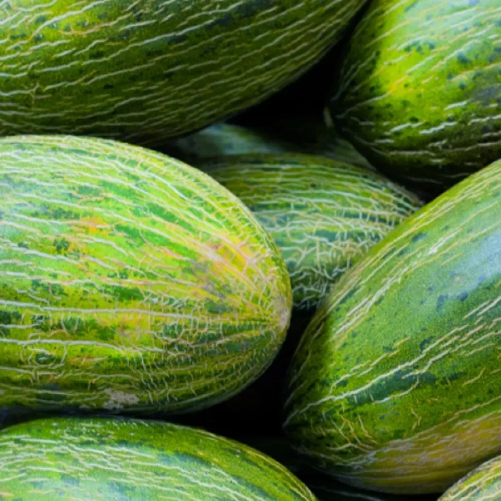Valencia Late Melon Seeds | NON-GMO Heirloom | 25 Pack | Cucumis melo | Sweet, Juicy Garden Seeds for Home Growing