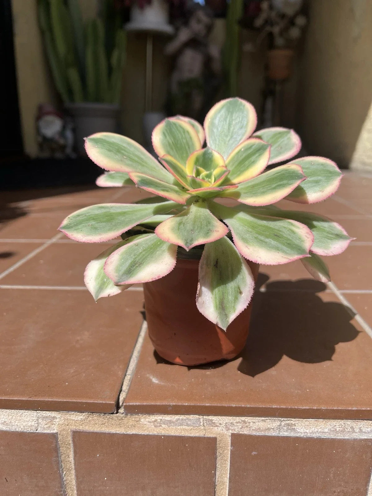 Aeonium Sunburst Succulent Cutting 4-6” | Colorful Variegated Plant | Aeonium 'Sunburst' | Indoor Garden Essential