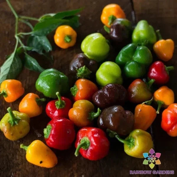 Mini Bell Pepper Seeds - 25+ Pack - Sweet Pepper Blend - Capsicum annuum - Non-GMO - Home Garden Variety - USA