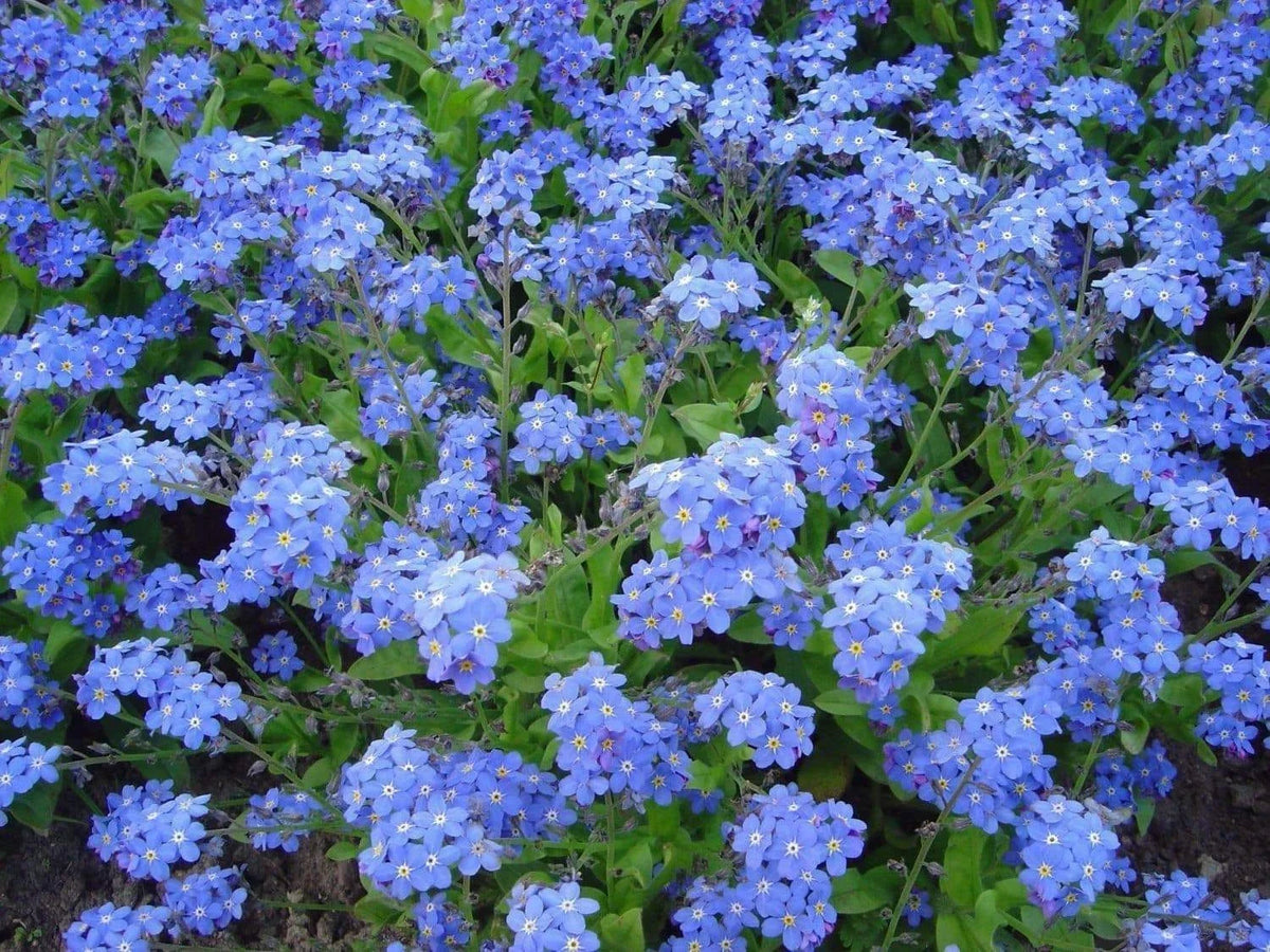 Chinese Forget Me Not Seeds - 200+ Blue Annual Wildflower - Myosotis asiatica - Easy to Grow, Attracts Pollinators