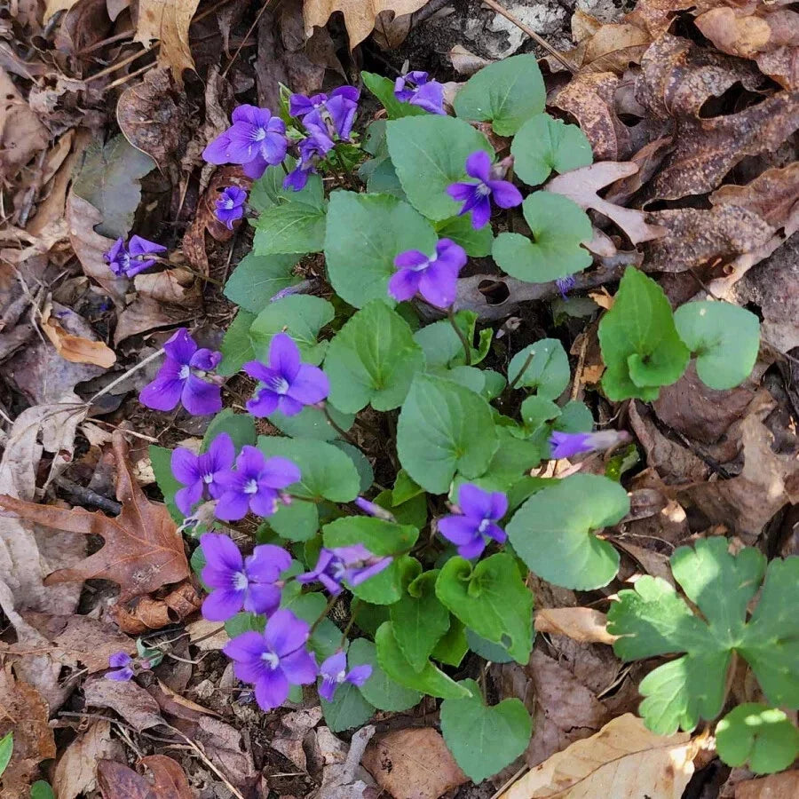 Blue Garden Violet Bare-root Bulbs | Viola rotundifolia | Blue Perennial Flower for Gardens and Landscaping