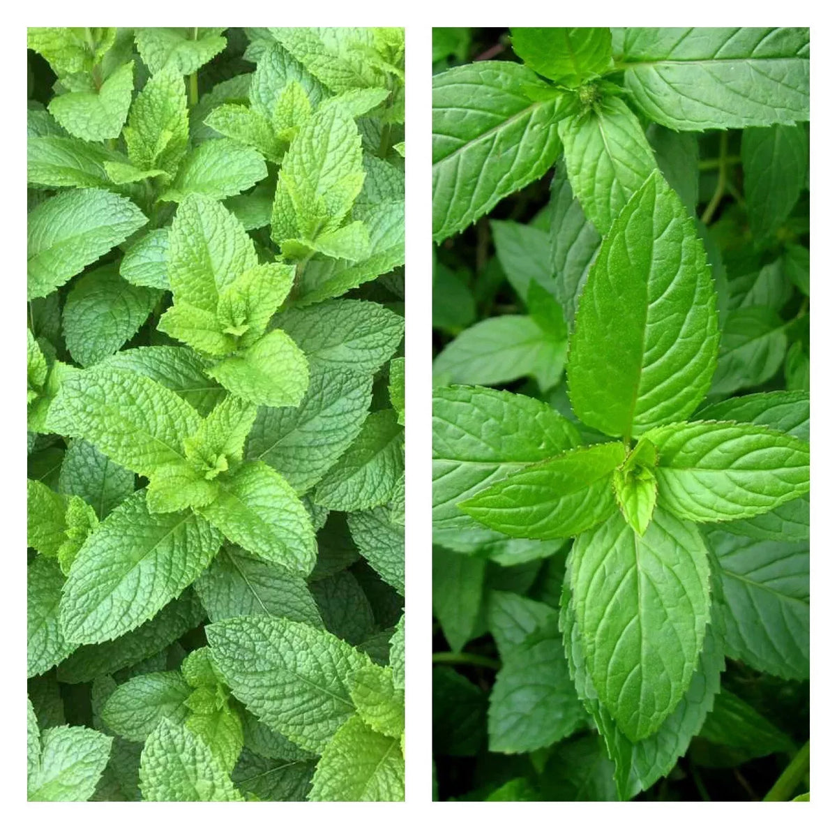 Mixed Mint Seeds 500+ | Peppermint & Spearmint Herbs | Non-GMO Heirloom | Mentha × piperita & Mentha spicata